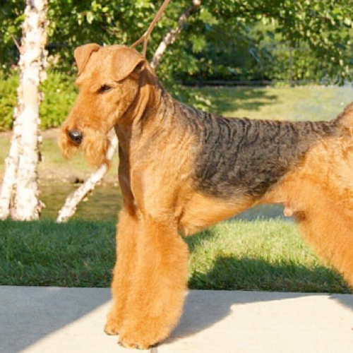 Irish terrier hand discount stripping